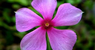 Hangi çiçek gece kokar?