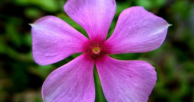 Hangi çiçek gece kokar?